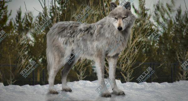 images/goods_img/20210312/White Wolf (Fur) (Rigged) 3D model/2.jpg